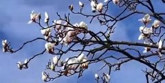 义乌两百多岁的玉兰古树开花了,春天也不远了